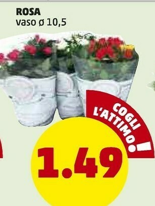 PENNY Rosa Vaso offerta