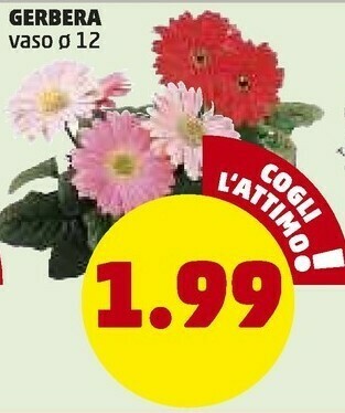 PENNY Gerbera offerta