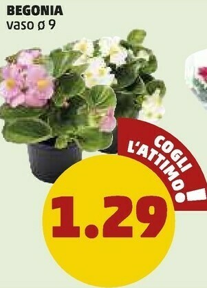 PENNY Begonia Vaso offerta