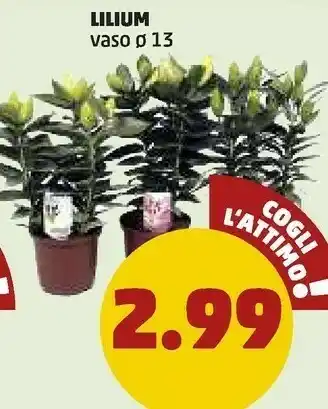 PENNY Lilium Vaso offerta