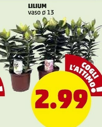 PENNY Lilium Vaso offerta