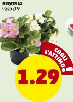 PENNY Begonia Vaso offerta