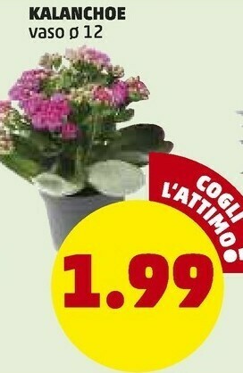 PENNY Kalanchoe Vaso offerta