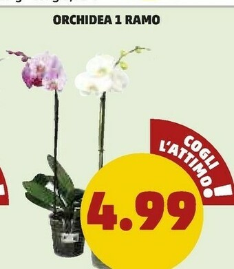 PENNY Orchidea 1 Ramo offerta
