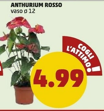 PENNY Anthurium Rosso offerta