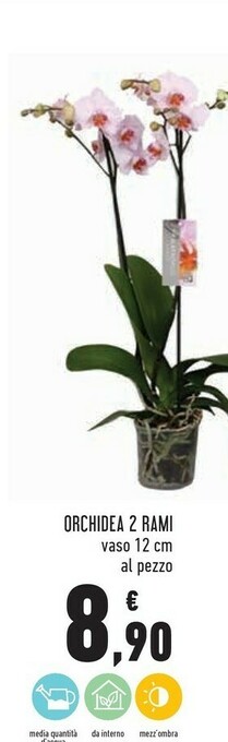 Conad Orchidea 2 Rami offerta