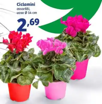 In'S Mercato Ciclamini Assortiti Vaso Ø 14 cm offerta