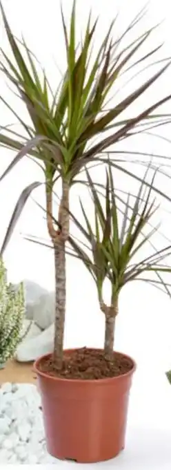 In'S Mercato Dracena Marginata Vaso Ø 17 cm offerta