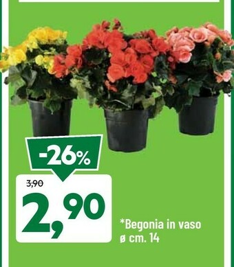 DPiù Piante offerta