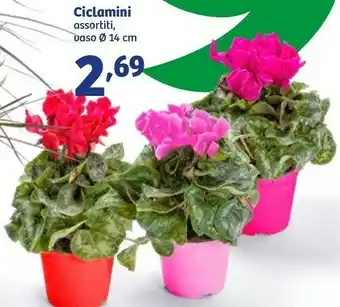 Ciclamini