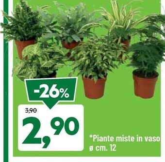 DPiù Piante offerta