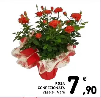 Spazio Conad ROSA CONFEZIONATA vaso Ø 14 cm offerta