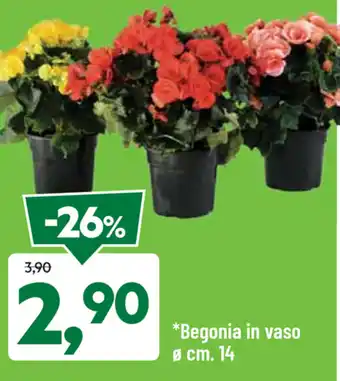 DPiù Begonia in vaso offerta