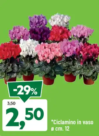 DPiù Ciclamino in vaso offerta