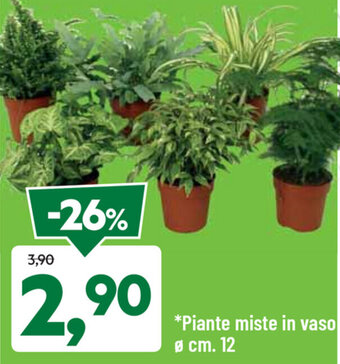 DPiù Piante miste in vaso offerta