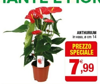 Anthurium