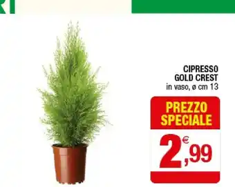 Cipresso Gold Crest