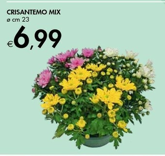 Crisantemo Mix