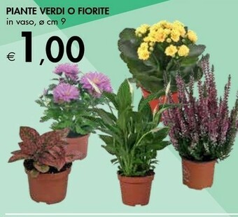 Bennet Piante Verdi O Fiorite offerta