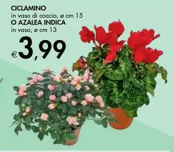 Ciclamino O Azalea Indica