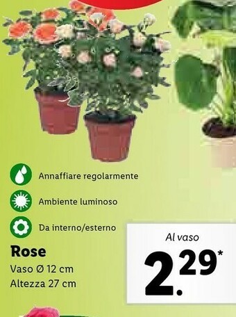 Lidl Rose offerta