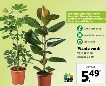 Lidl Piante Verdi offerta