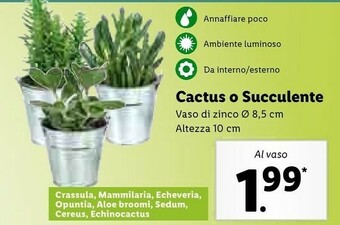 Lidl Cactus O Succulente offerta
