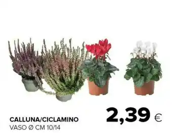 Tigre Calluna/ciclamino offerta
