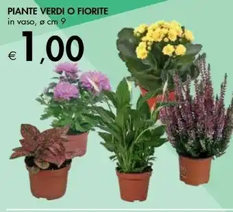 Bennet Piante Verdi O Fiorite offerta