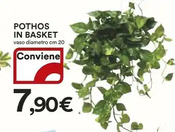 Coop Ipercoop Pothos In Basket offerta