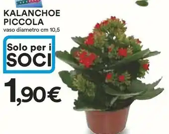 Coop Ipercoop Kalanchoe Piccola Vaso Diametro Cm 10,5 offerta