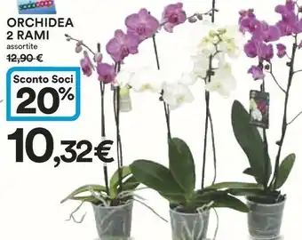 Coop Ipercoop Orchidea 2 Rami offerta
