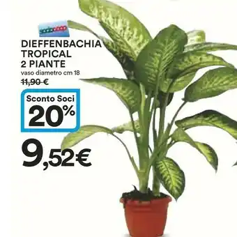 Coop Dieffenbachia Tropical 2 Piante offerta