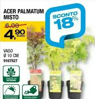 Acer Piante