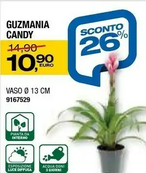Guzmania Candy