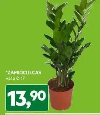 DPiù ZAMIOCULCAS offerta