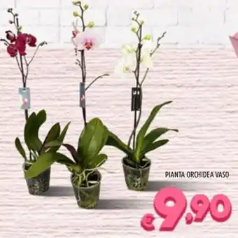 Il Centesimo PIANTA ORCHIDEA VASO offerta