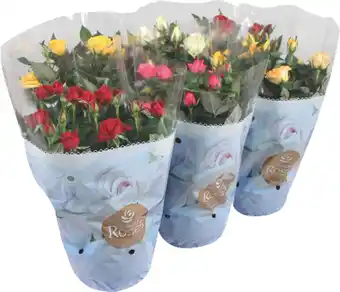 MD Discount COMPOSIZIONE SAN VALENTINO offerta