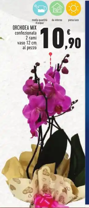 Conad Superstore ORCHIDEA MIX confezionata offerta