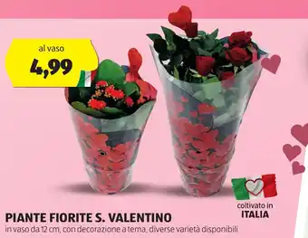 ALDI PIANTE FIORITE S. VALENTINO in vaso da 12 cm, con decorazione a tema, diverse varietà disponibili offerta