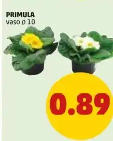 PENNY PRIMULA vaso ø 10 offerta