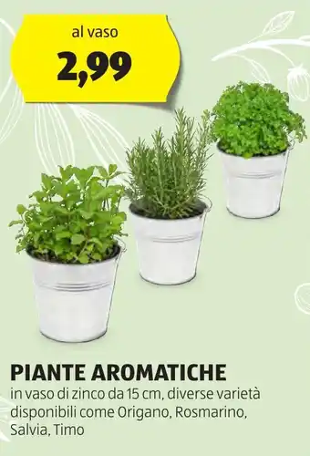 ALDI PIANTE AROMATICHE offerta