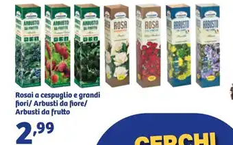 Rosai a cespuglio e grandi fiori/ Arbusti da fiore/ Arbusti da frutto