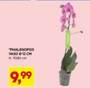 PHALENOPSIS VASO Ø 12 CM H. 70/80 cm