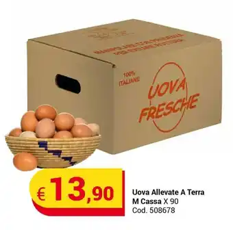 Uova Allevate A Terra M Cassa X 90