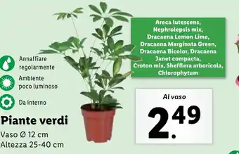 Lidl Piante verdi offerta