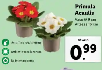 Lidl Primula Acaulis offerta