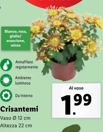 Lidl Crisantemi offerta