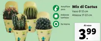 Lidl Mix di Cactus offerta