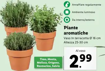 Lidl Piante aromatiche offerta